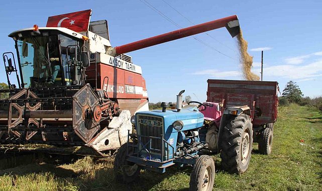 Çarşamba Ovası'nda çeltik hasadı