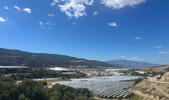 Çekirdeksiz üzümler koruma altında