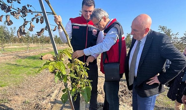 Ceviz bahçeleri büyüyor üretici yüzü gülüyor