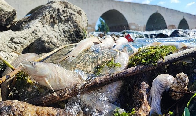 Ceyhan Nehri'ndeki kirlilik balıkları telef etti