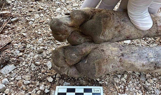 Çizgili sırtlan sanıldı, kurt çıktı