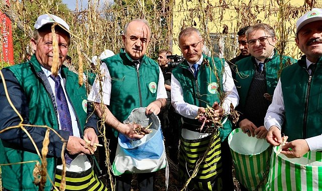 Coğrafi işaret tescilli 'Akkuş Şeker Fasulyesi'nde hasat başladı