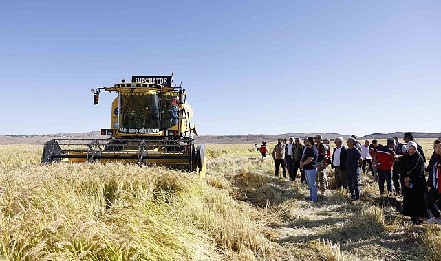 Coğrafi işaretli Karacadağ pirinci, bereketiyle toplandı