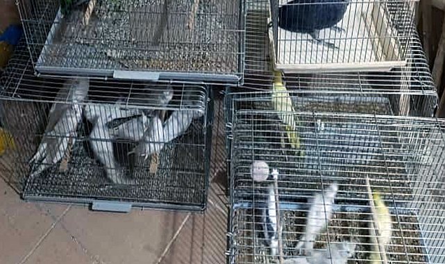 Çorlu'da Egzotik Kuş Operasyonu: Ceza yağdı