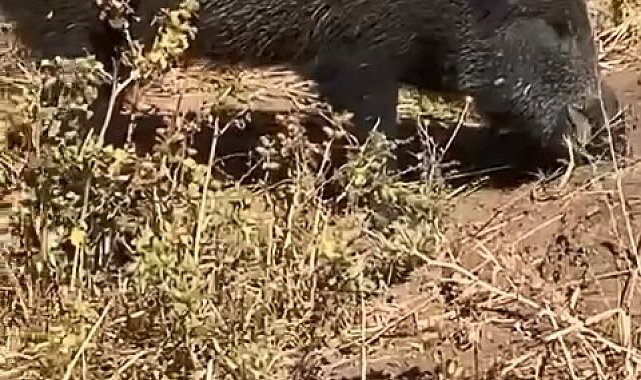 Dağ bayır gezip göremediği domuzu köyde görünce cep telefonu ile görüntüledi