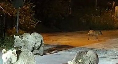 Dağcılar ayılarla burun buruna geldi
