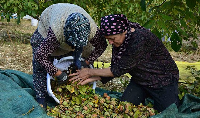 Demirci'de ceviz hasadına başlandı