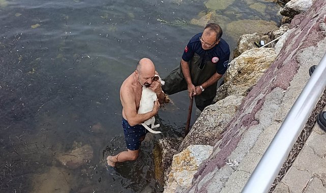 Deniz kenarında sıkışan köpek için kurtarma operasyonu