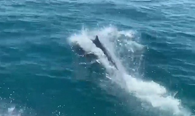 Deniz polisinin devriyesine 'Yunuslar'eşlik etti