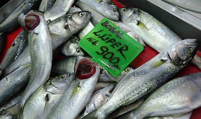 Denizlerin prensi 'lüfer' 900 liradan tezgahta