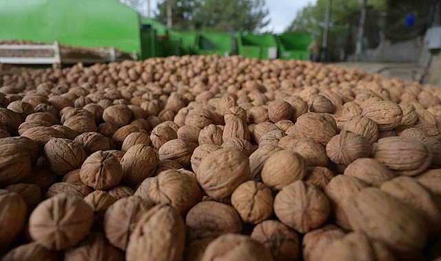 Denizli'de sezonun ilk ceviz hasadı Tavas'ta yapıldı