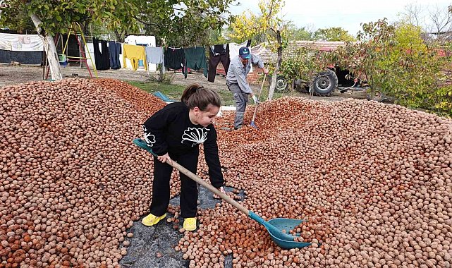 Devletten 49 yıllığına bedelsiz kiralanan arazilerde ceviz bereketi