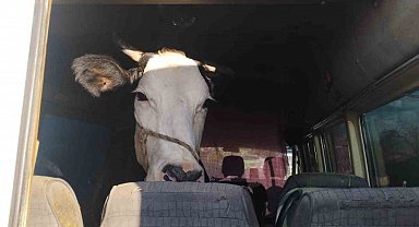 Didim'den kaçan hayvan hırsızları Konya'da yakalandı