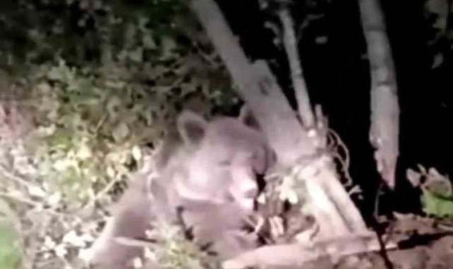 Dikenli tellerin arasında mahsur kalan ayı kurtarıldı