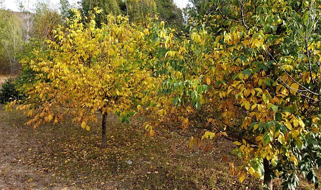 Doğa sonbaharla renklendi, kartpostallık manzara dronla görüntülendi
