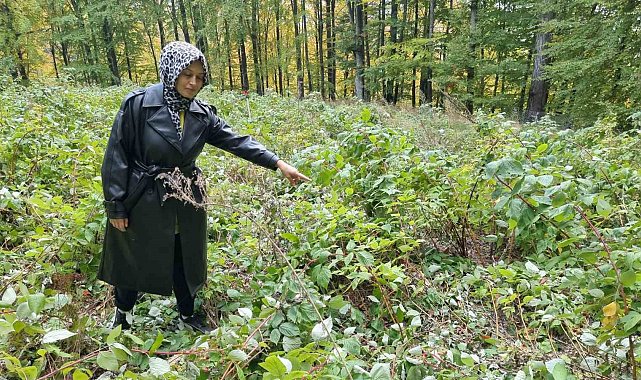 Domaniç'te genç girişimcinin 2 dönümlük ahududu bahçesini ayılar talan etti