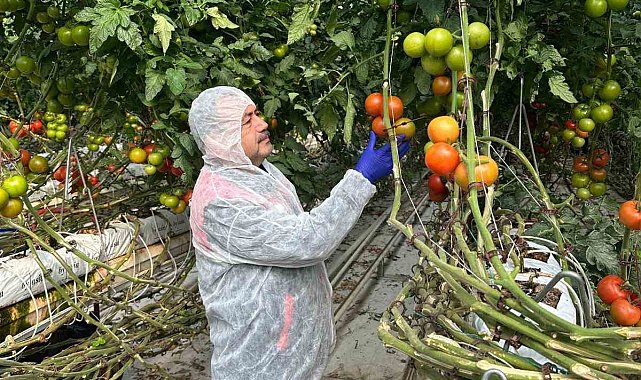 Domateslerde virüs incelemesi yapıldı