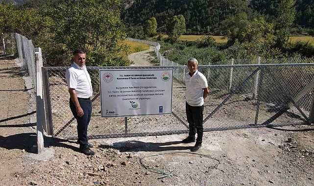 Domuzların talan ettiği çeltik tarlaları, devlet desteğiyle yeniden verimli hale getirildi