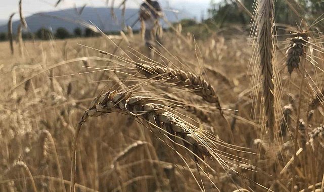 Dünya tahıl arzında rekor beklenti: 3 milyar tonu geçebilir