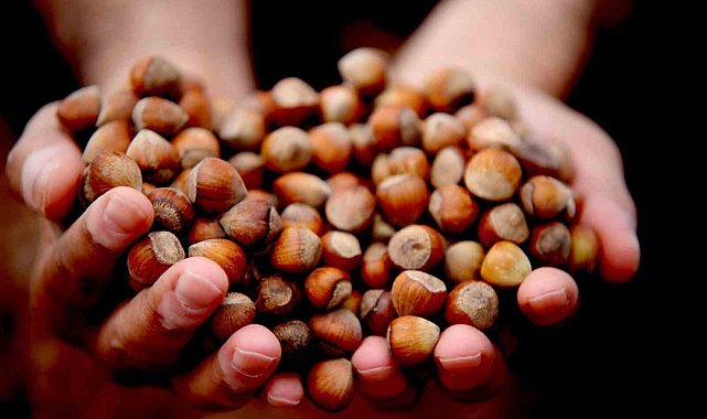 Düzce'de 15 bin 288 ton ihraç edildi