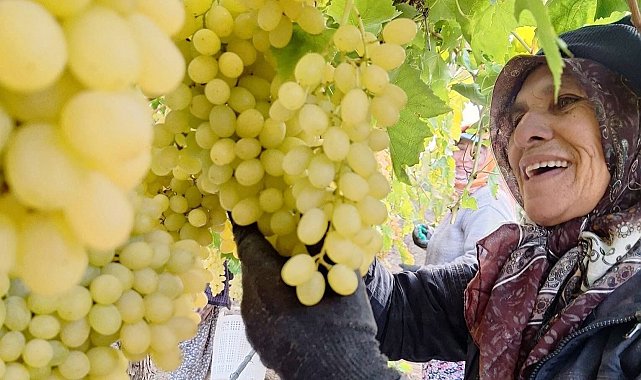 Ekim ayı bitiyor, üzüm bitmiyor