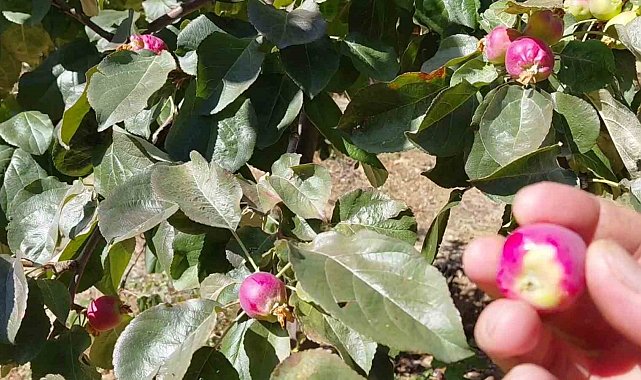 Ekim ayında çiçek açan ağaçlar meyve vermeye başladı