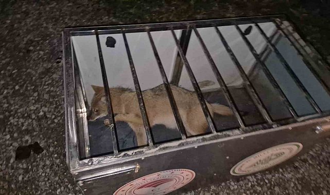 Ekipler gelene kadar çarptıkları tilkinin başından ayrılmadılar