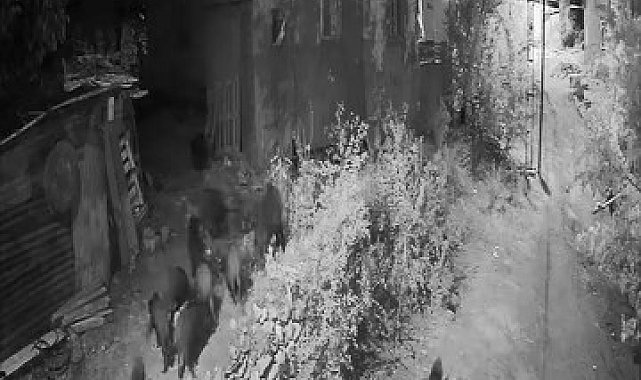 Elazığ'da aç kalan domuz sürüsü bahçeye dadandı