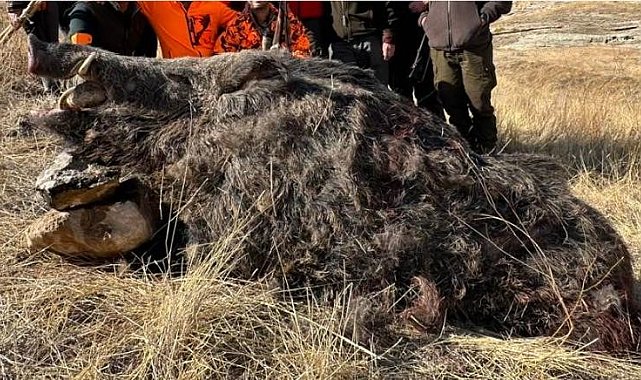 Elazığ'da avcılar 250 kiloluk domuz avladı