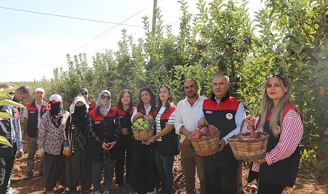 Elazığ'da elma hasadı