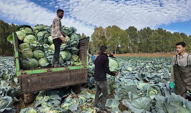 Erciş'te lahana hasadı başladı