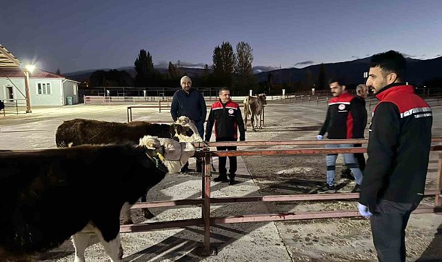 Erzincan canlı hayvan pazarı yeniden açıldı