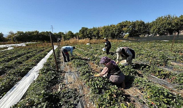 Erzincan'da çilek üretimi yaygınlaşıyor