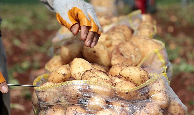 Erzincan'da patates hasadı başladı