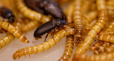 Evcil Hayvanlarınız İçin Kaliteli Canlı Yemler