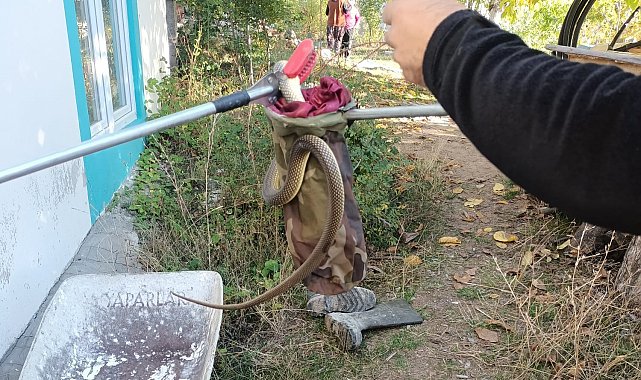 Eve giren yılan paniğe neden oldu