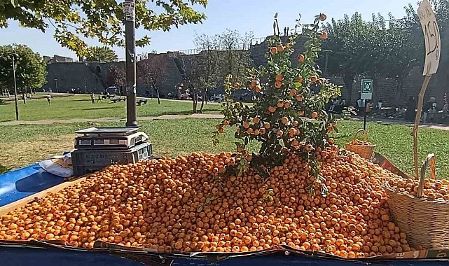 Faydaları saymakla bitmiyor: Alıç meyvesi tezgahlardaki yerini aldı