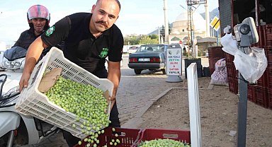 Fethiye'de zeytin hasadı başladı