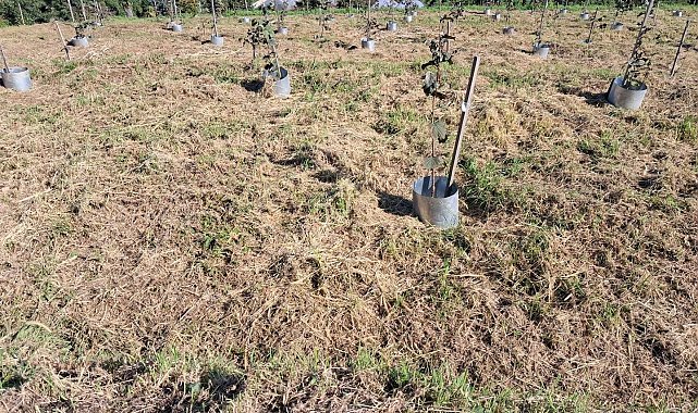 Fındıkta rekolte ve randıman artıracak çalışma