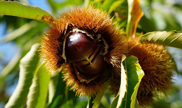 Gal arısı ve hastalıklara dayanıklı kestanelerde hasat zamanı