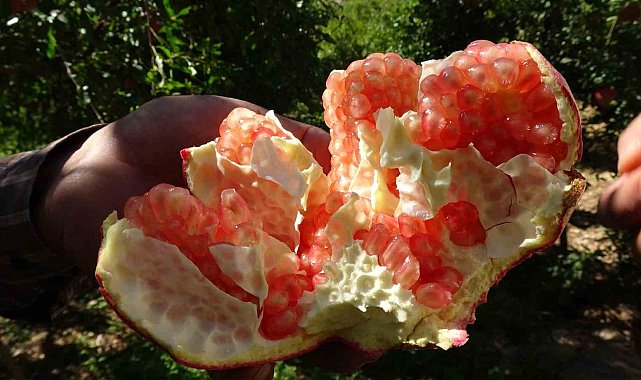 Gaziantep'te nar hasadı başladı