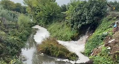 Gemlik Körfezi'nde kirlilik endişeye yolaçıyor