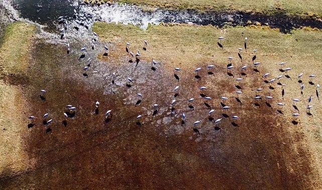 Göç eden turnalar Erzurum'da objektiflere yansıdı