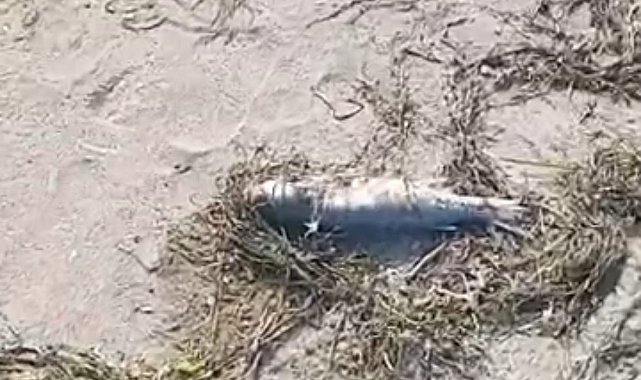 Gönen'de sahilde şüpheli balık ölümleri kameraya yansıdı