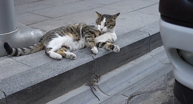 Gümüşhane'de kedi avladığı fareyle oynarken kameralara yakalandı