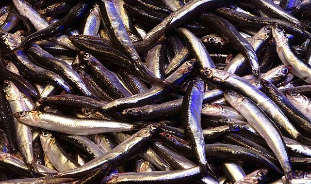 Hamsinin ihracatına boy engeli