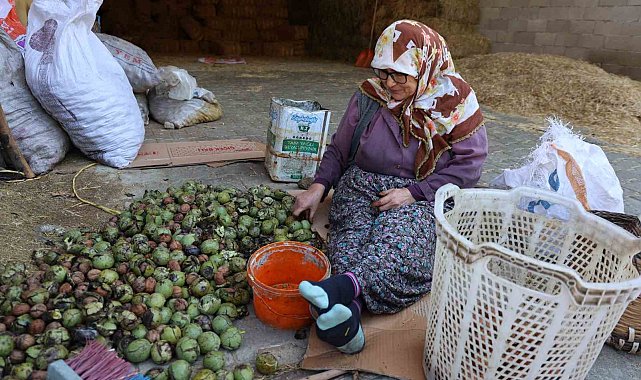 Hasadı yapılan cevizler satışa hazırlanıyor