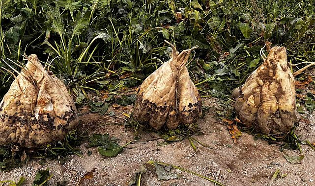 Hasat edilen 24 kiloluk şeker pancarları şaşırttı