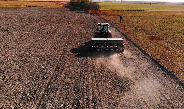 Hububat ekiminde 'uyguna bulduk derken' rekolteden olmayın uyarısı