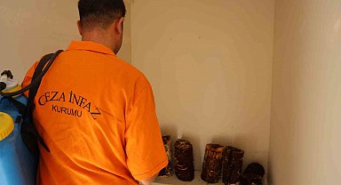 Hükümlüler, kilogramı 15 bin TL'ye kadar çıkan 'Kırmızı Reishi' mantarı yetiştirdi